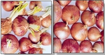 Control and Radiation Treated Onion